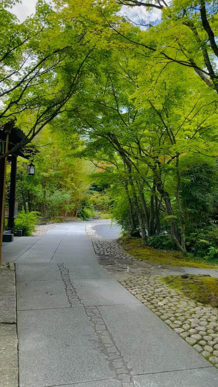 THE SODOH OFFICIALのインスタグラム：「#Repost @thelife_bypds with   ・・・ .  青葉が綺麗な季節になりました🌿  古都 京都@kyoto_thesodohをはじめ、 Plan･Do•Seeのレストラン・ホテルへお越しの際は 是非景色も併せてお楽しみください😌  店舗一覧 【東京】 @6thbyorientalhotel  @aoyamagrand   【伊豆】 @ochiairo ※  【愛知】 @thekawabunnagoya  @thenanzanhouse_wedding  @theconderhouse   【京都】 @kyoto_thesodoh  @fortunegardenkyoto  @kyoto.marufukuro ※  【大阪】 @thegardenorientalosaka   【神戸】 @oriental.hotel.kobe   【福岡】 @withthestyle  @theluigans   ※宿泊者のみ  Plan•Do•See店舗一覧はストーリーのハイライトより  -----------------------------  #pdsのある人生 #plandosee #プランドゥーシ #thelife_bypds #pdswedding #cranemembers #クレインメンバーズ #テラス #レストラン #ガーデン #京都 #sodoh花嫁 #ザソウドウ東山京都 #sodoh#京都観光」