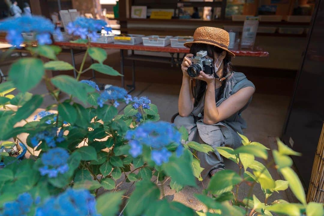 小田飛鳥のインスタグラム：「あすカメラマン with MINOLTA  紫陽花 * hydrangea  #filmphotography #filmcamera #hydrangea #minolta #minoltastrsuper #フィルムカメラ #フィルム写真 #あすカメラマン」