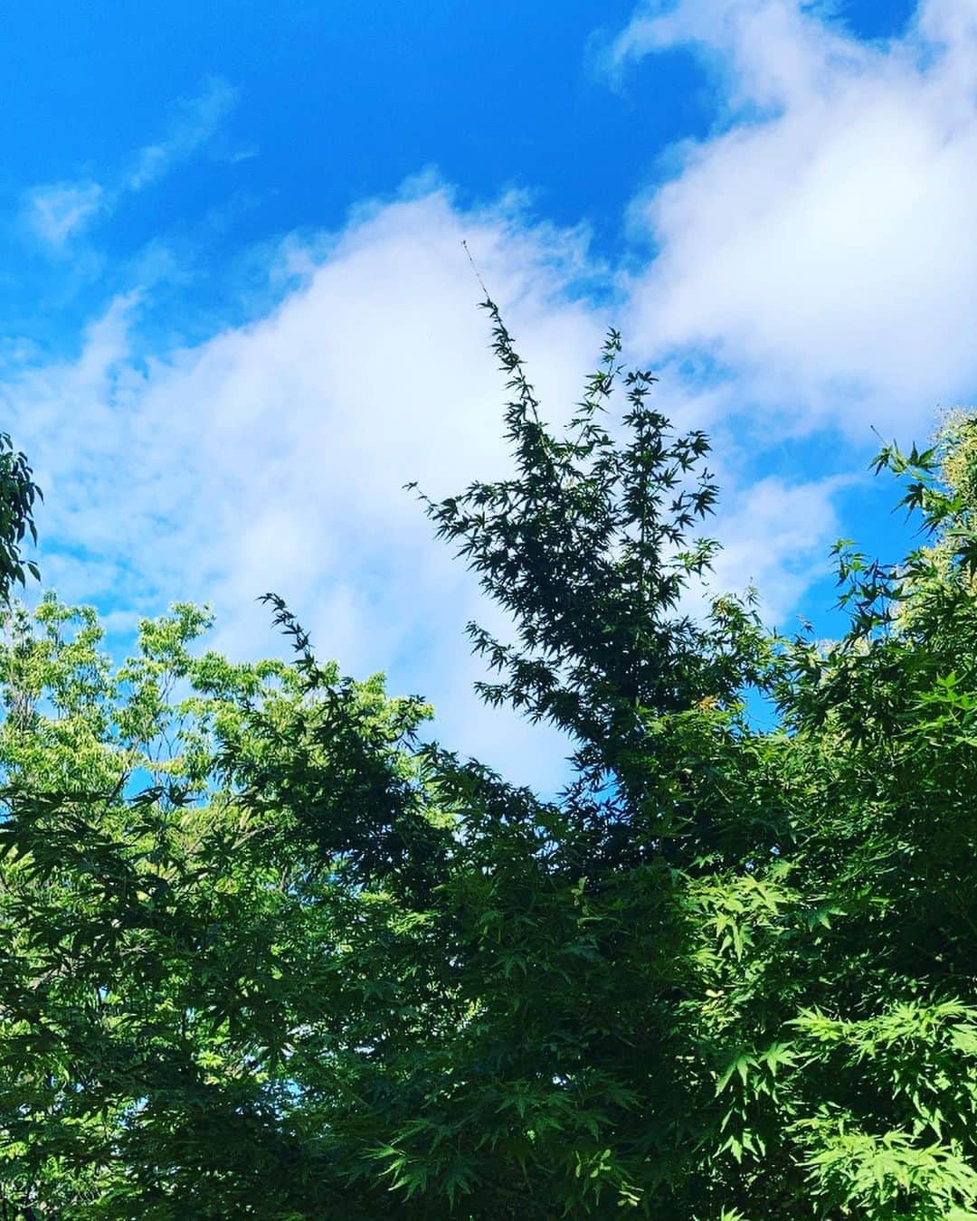 大平有沙さんのインスタグラム写真 - (大平有沙Instagram)「夏しか勝たん、です。」7月7日 21時58分 - arisa_ohira