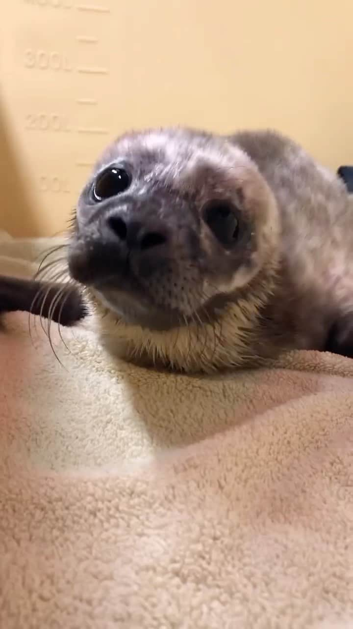 animalsのインスタグラム：「Meet @sealrescueireland's newest arrival from Betra, County Mayo 🥺🦭 How cute is this little guy!? 🤍 Video by: @sealrescueireland」