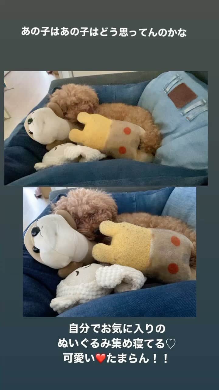 岡田祐佳のインスタグラム：「自分でぬいぐるみ集めて ねてて 可愛すぎる💗 親バカ？犬馬鹿でもい‼️  shiiちゃんしか勝たん。  で、思ってる飼い主さん沢山いるだろーね☺️   #トイプードル  #寝顔  #お気に入り  #toypoodle」
