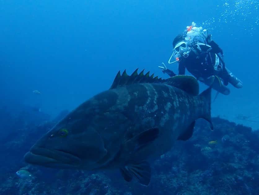 のインスタグラム：「🐟 うしろのダイバー私なんですが、 この巨大クエ抱えて陸に上がったら いくらになるんだろう😂 #クエ」