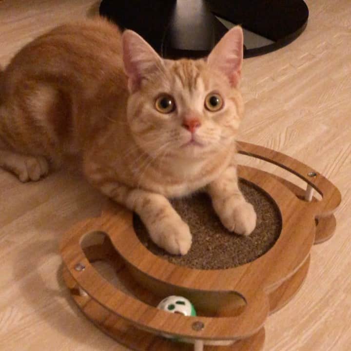 ruiruiのインスタグラム：「虎大朗の一人遊び . いつもたくさんのコメントをありがとうございます😊 . . #動く虎大朗 #虎大朗 #スコティッシュフォールド  #茶トラ #猫 #ねこ #ねこ部  #ネコ #ネコ部 #ネコ好き #cat #instacat #catstagram  #ilovemycat #instagramcats  #meow #pet #petstagram #cutepets」
