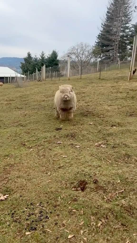 animalsのインスタグラム：「Happiest sheep ever! 😅🐑 How cute are these two unlikely friends!? 🐏🐕 Video by: @missoliviajane」