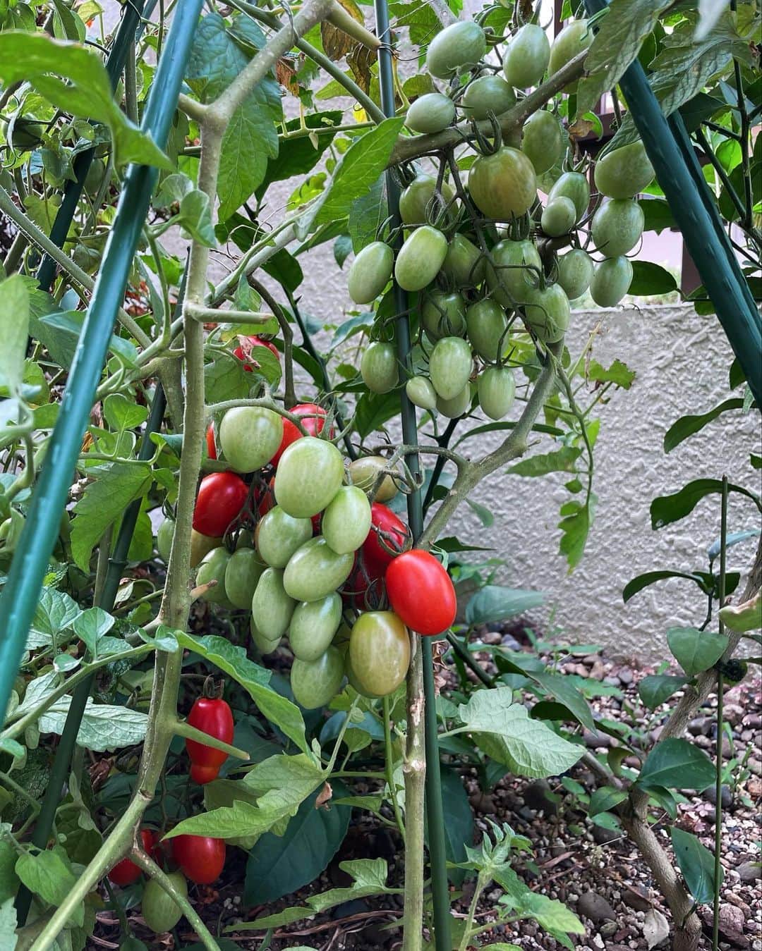 愛可さんのインスタグラム写真 - (愛可Instagram)「・ ミニトマト大好きな息子くんと植えた、アイコトマトが豊作です！  プランターで育てたことはあるけれど、地植えって凄いのね 収穫数が違う。（写真2枚目見て下さい） 化学肥料とか農薬は一切使わずでしたが、丈夫に育ってくれました。そして美味しい！  毎日食べる分だけ収穫しています。 甘唐もどんどん実って、息子くんとのミニ菜園、楽しいな。  #ミニ菜園 #アイコトマト」7月9日 8時30分 - aikick