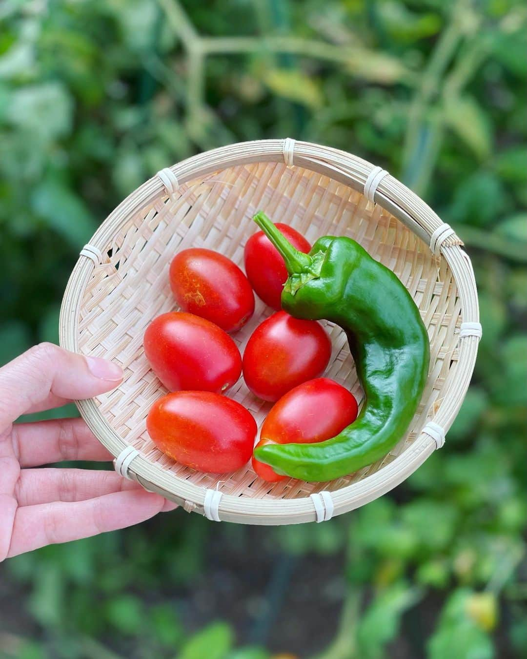 愛可のインスタグラム：「・ ミニトマト大好きな息子くんと植えた、アイコトマトが豊作です！  プランターで育てたことはあるけれど、地植えって凄いのね 収穫数が違う。（写真2枚目見て下さい） 化学肥料とか農薬は一切使わずでしたが、丈夫に育ってくれました。そして美味しい！  毎日食べる分だけ収穫しています。 甘唐もどんどん実って、息子くんとのミニ菜園、楽しいな。  #ミニ菜園 #アイコトマト」