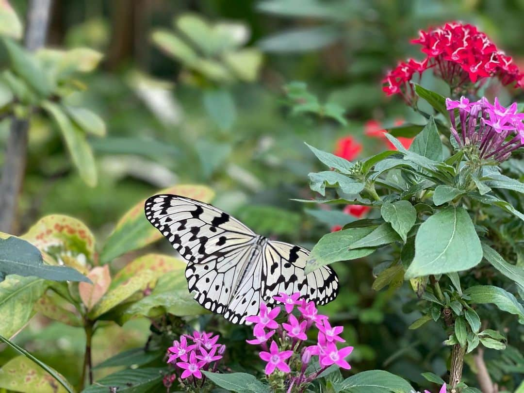 中西渚のインスタグラム：「🦋🦋🦋」