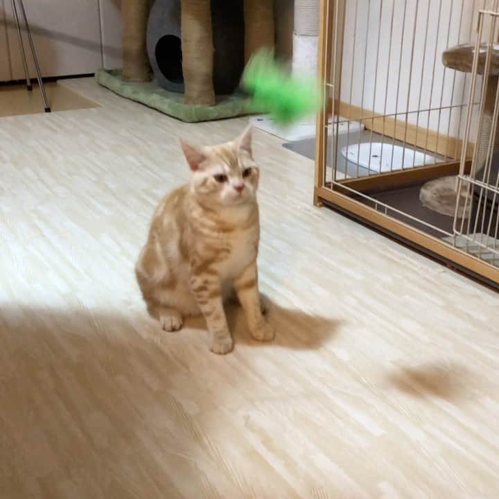 ruiruiのインスタグラム：「ちょっと鈍臭い虎大朗。 . . いつもたくさんのコメントをありがとうございます😊 . . #動く虎大朗 #虎大朗 #スコティッシュフォールド  #茶トラ #猫 #ねこ #ねこ部  #ネコ #ネコ部 #ネコ好き #cat #instacat #catstagram  #ilovemycat #instagramcats  #meow #pet #petstagram #cutepets」