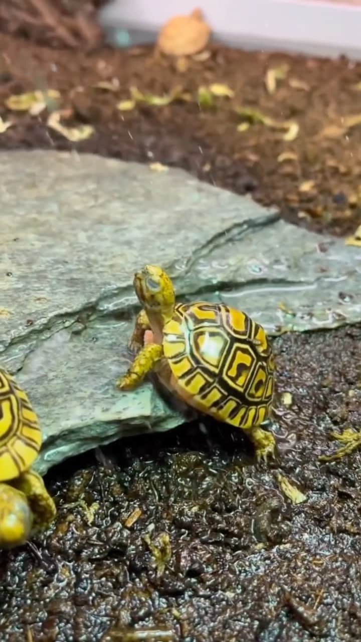 animalsのインスタグラム：「Caption this video 😅🐢 Video by: @nono_turtle」