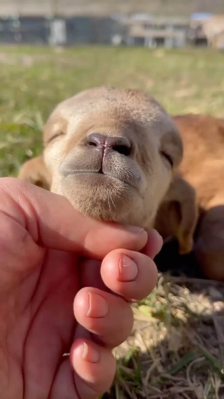 animals.coのインスタグラム：「Cute baby lamb 🐑😍 Video by @happilyheiferafter」