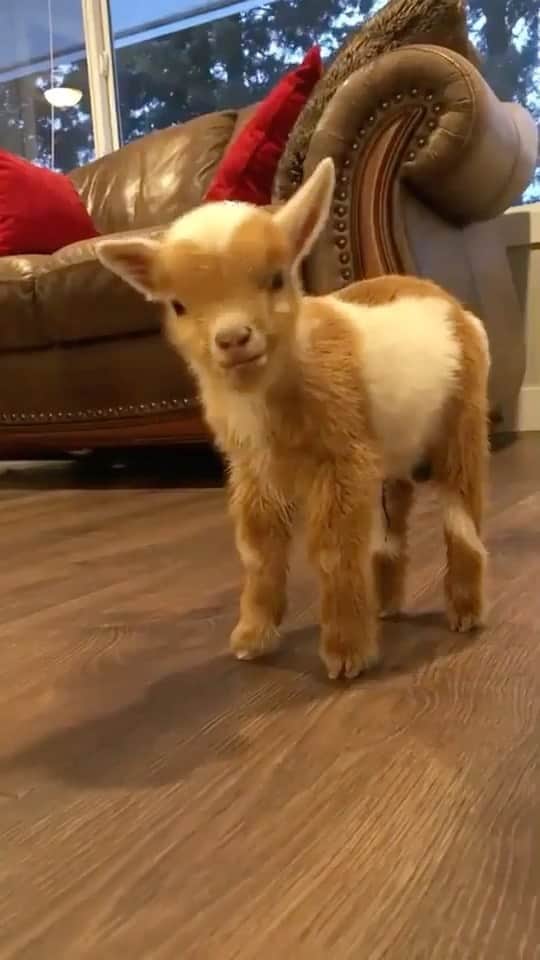 Daily The Best And Funniest Videosのインスタグラム：「The cutest little goat 🐐 By @loreal_k17」