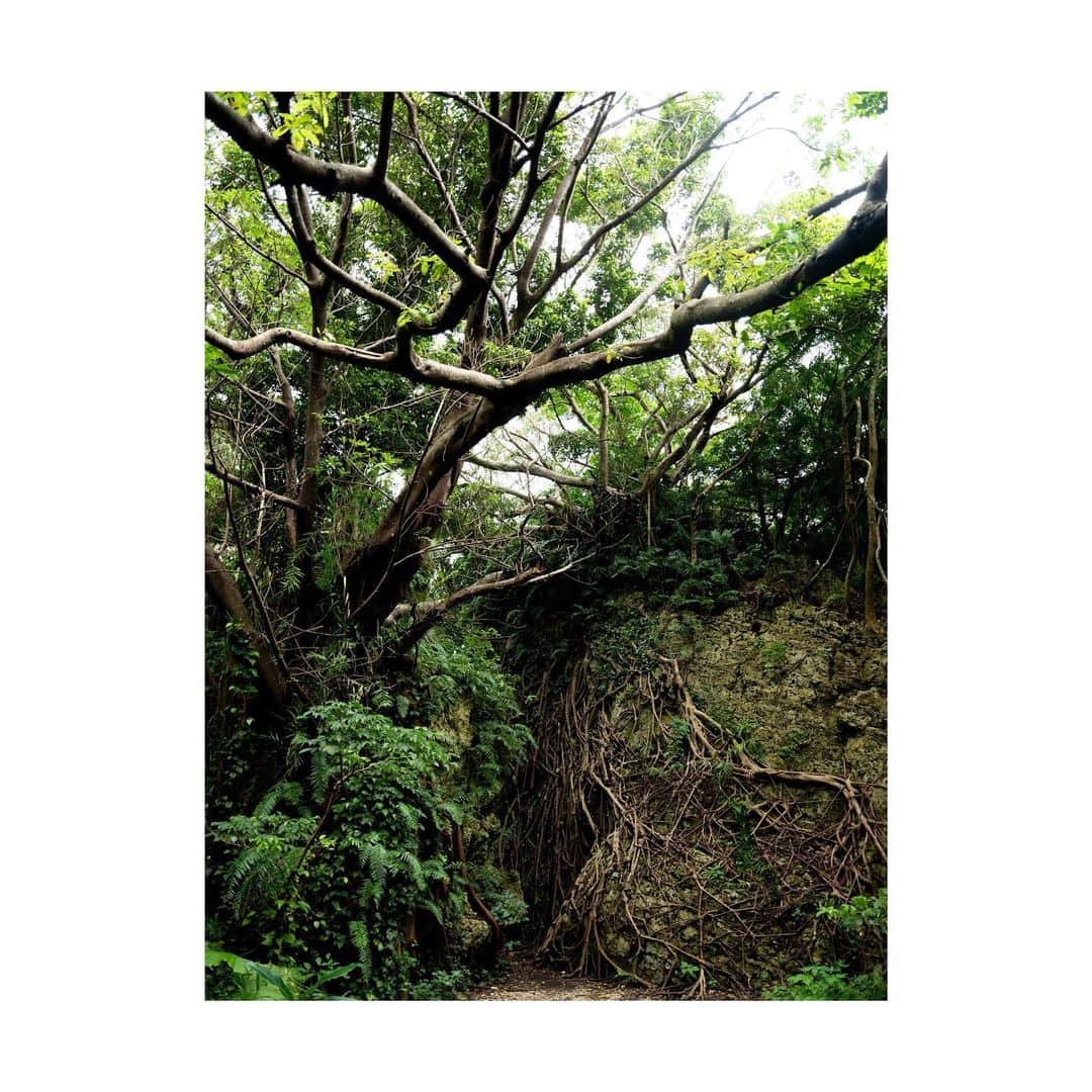 鈴川博紀のインスタグラム：「#沖縄の緑」