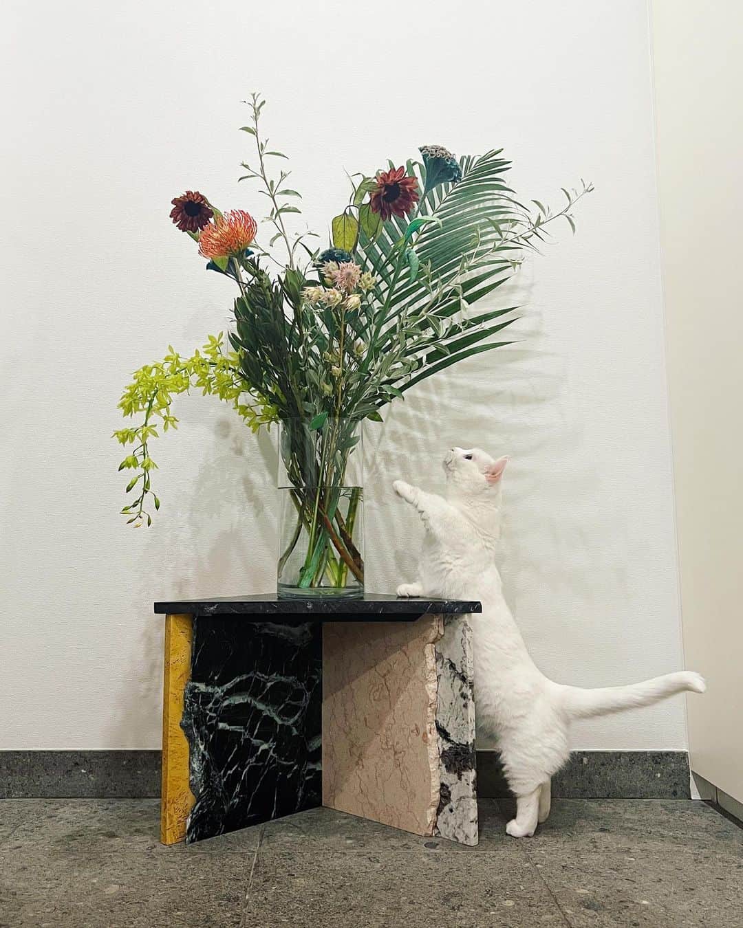ダニョ（鈴木えみ）さんのインスタグラム写真 - (ダニョ（鈴木えみ）Instagram)「ボクはお花の美しさが分かるオトコ😼 （本当はかじりたいだけ） ㅤㅤㅤ #danyo #danyocawaii #munchkin #whitecat #catstagram #catlovers」7月9日 21時47分 - danyostagram