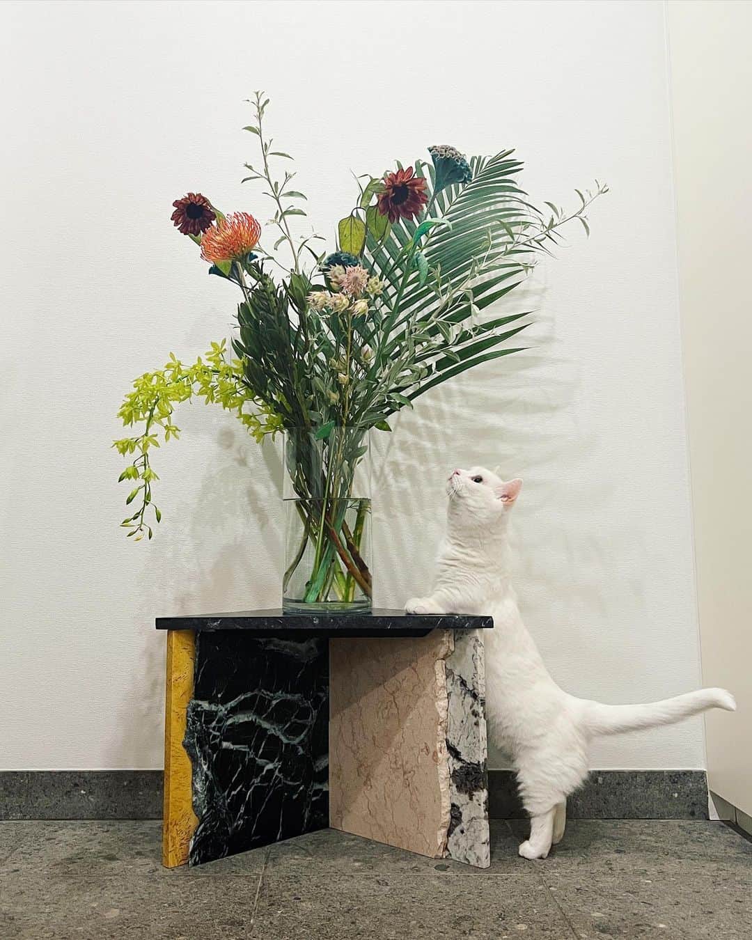 ダニョ（鈴木えみ）のインスタグラム：「ボクはお花の美しさが分かるオトコ😼 （本当はかじりたいだけ） ㅤㅤㅤ #danyo #danyocawaii #munchkin #whitecat #catstagram #catlovers」