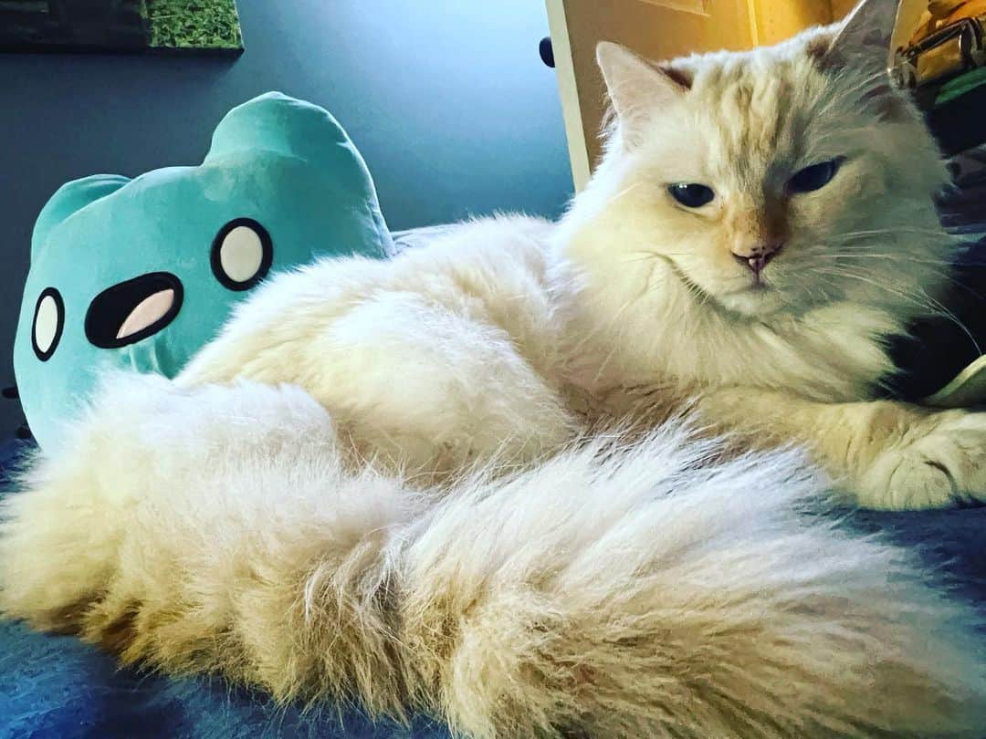 セス・グリーンのインスタグラム：「A little MollyWeasley for your  #HappyCaturday」