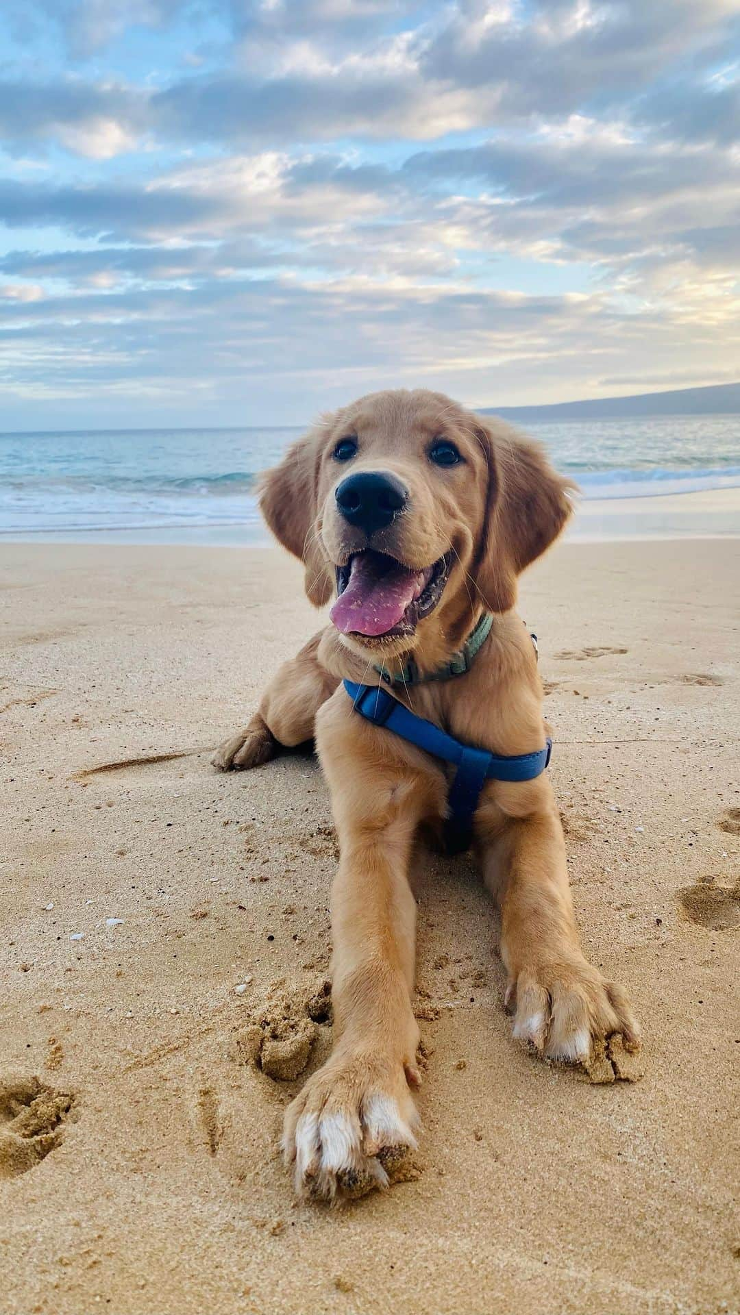 Bodhi & Butters & Bubbahのインスタグラム：「So grateful to have the best family to watch my little man while I’m workin to provide the best life for Keoni 💖🐶🌺🏝 Thank you @clairepapworth & @bryanbafaro for taking the best care of him! 🙏 #mahalo #luckywelivehawaii #mauidog #mauinokaoi」