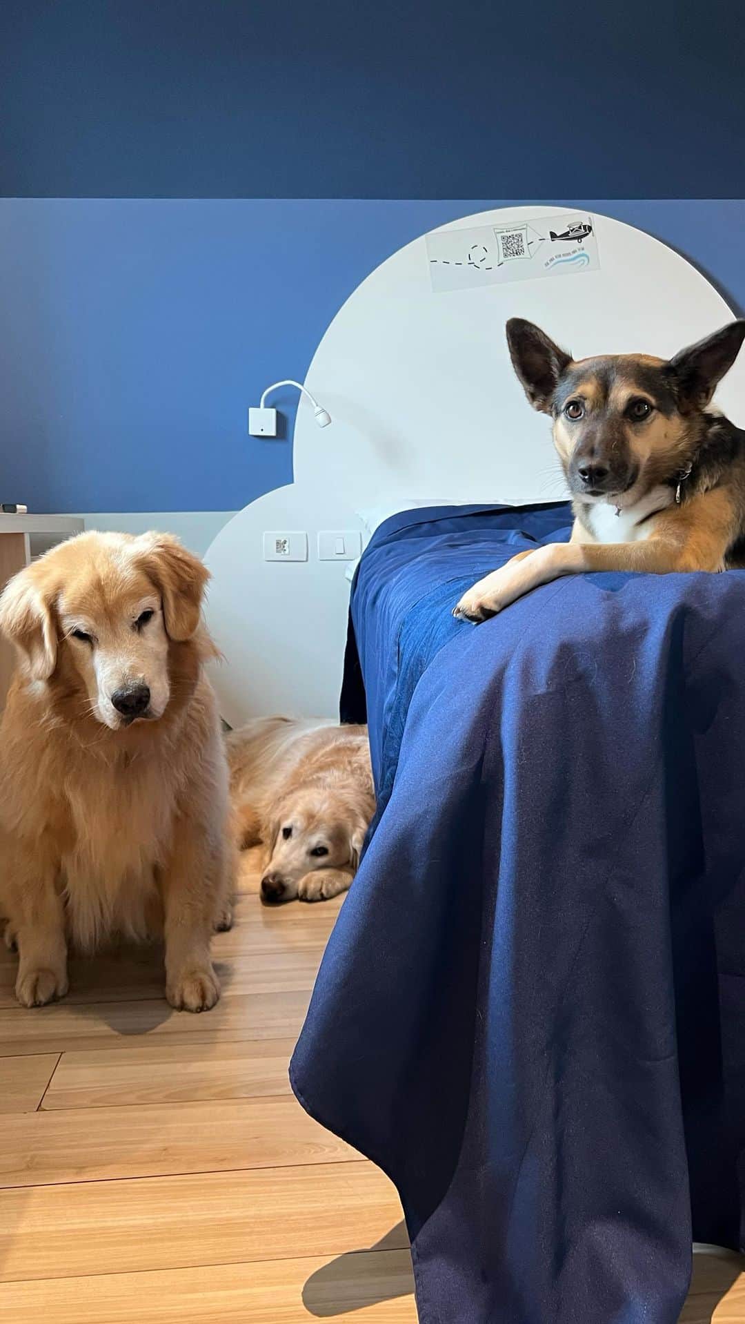 Bobのインスタグラム：「E a trupe @olapet.friendly se dividiu neste final de semana pra conhecer dois hotéis Petfriendly da nossa cidade, nós nos hospedamos no @ibisstylesanhembi , um Hotel todo decorado com a temática da Aviação, fomos super bem recebidos e haviam vários Pets hospedados lá também 😃 mais uma dica pra quem precisa se hospedar com seu pet aqui na cidade de São Paulo 🐾🐾 . 📍 São Paulo  Hotel: @ibisstylesanhembi  . #ExpediçõesOlaPet . Realização: @olapet.friendly  . Apoio: @elancopetsbr  . Trupe OlaPet: @bob_marley_goldenretriever  @googlethegolden  @malugolden_  @nossavidadesalsicha  . #saopaulo #hotelpetfriendly #petfriendly #petfriendlysp #dogs #pets #dogsofinstagram #hotelaria #ibis #ibisstyles #anhembi」