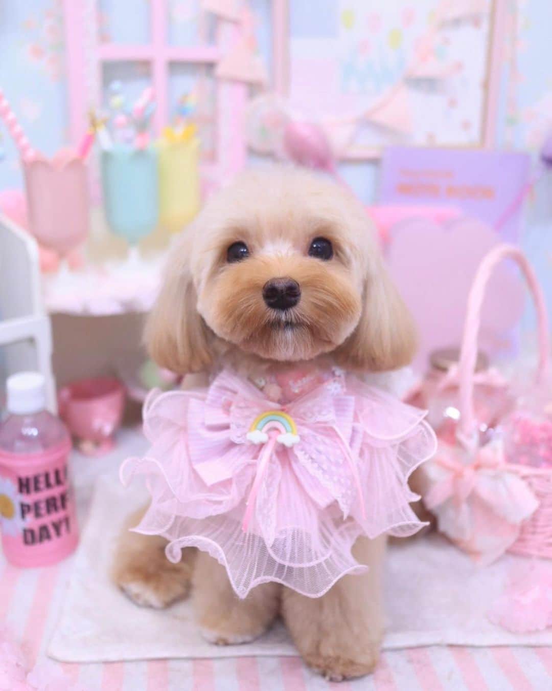 斎藤めぐみのインスタグラム：「トリミング行ってきたわん🐶🍬 終わった後に、毎月違うPhot setで写真を撮ってくれるんだ☺️❤️ 写真も楽しみのひとつ😋so cute💕  ☝🏻話は変わるのですが 友達が携わっている「Beney」という ソーシャル口コミアプリの NEWバージョンがリリースされたそうなのでシェアさせてください🌿（2、3枚目）  ■Beneyの特徴 ✔️有名インフルエンサーでなくても誰でも気軽にPR活動が可能 ✔️自分の口コミから商品が売れると、投稿者に現金化可能なポイント付与！ ✔️自分の投稿から商品が購入されると、現金化可能なポイントが貰えちゃう ✔️企業から口コミ用のサンプル品が届いたり…etc  よかったら試してみてください😊  #トリミング#マルプー#fluffy#grooming#groomingtale#Beney#ベネフィッター#PR#ベニ活」