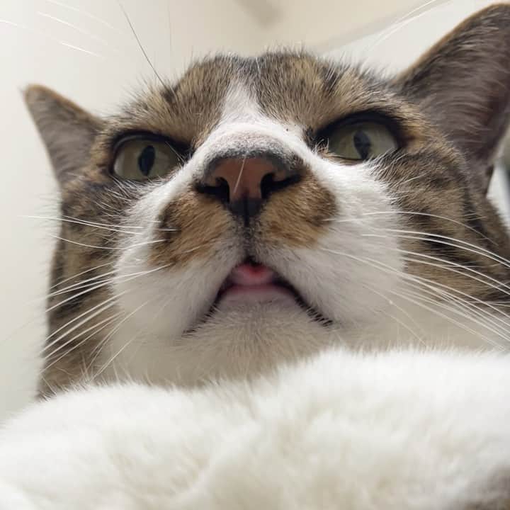 meekooのインスタグラム：「マニア向け😙 可愛いでしょ♫ #鼻に毛ついとるがな」