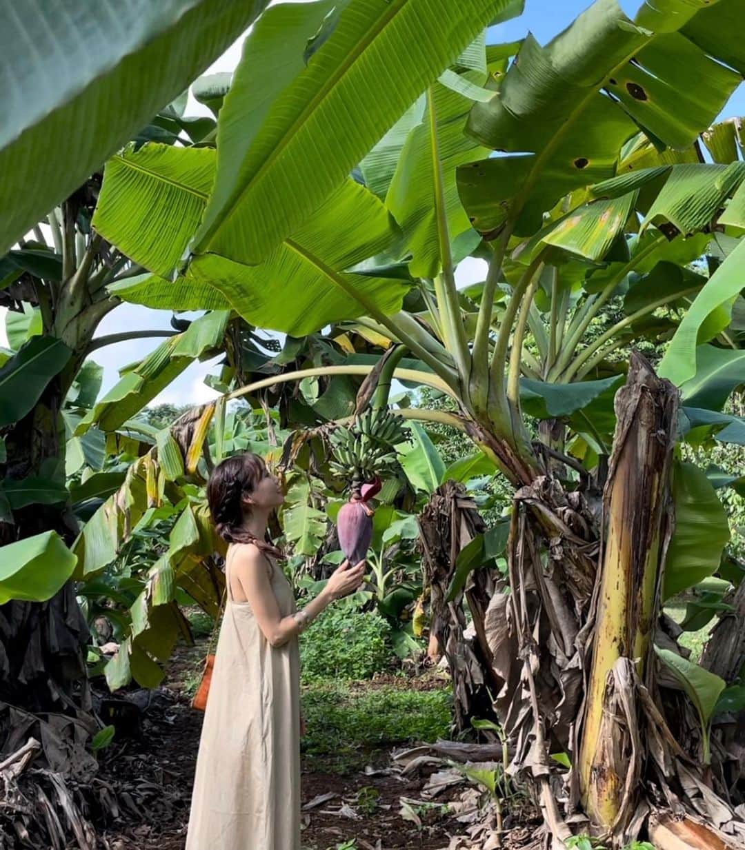 広瀬ななのインスタグラム：「Tasting the rain forest @daintreeicecream 🌳 ・ 大っ好きなアイスクリームやさんで🥄 この農園で採れたフルーツで作ったアイスが美味しくて美味しくて。 ・ 雨上がりのベンチは要注意。 ・ ・ ・ ・ ・ #バナナ #バナナの花 #果物 #アイス #アイスクリーム屋さん #農園 #オーガニックフルーツ #クイーンズランド #熱帯雨林 #Daintree #organicfarming」