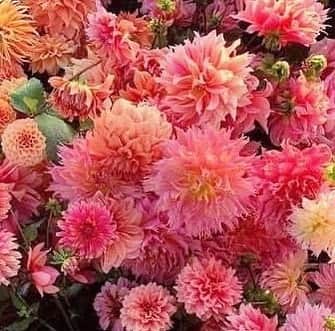 板野友美さんのインスタグラム写真 - (板野友美Instagram)「A rose can never be a sunflower,  and a sunflower can never be a rose.  All flowers are beautiful in their own way,  and that’s like women too.  バラは決してひまわりになれないし ひまわりは決してバラになれない。 全ての花は自分なりに美しく、 それは女性のようなものだ。」8月4日 16時29分 - tomo.i_0703