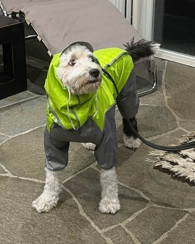 桐島かれんさんのインスタグラム写真 - (桐島かれんInstagram)「服を着ることに慣れていないダリ。 レインコートを着せると、気が張り詰め、身体がフリーズします。  #犬のレインコート」8月4日 20時03分 - houseoflotuskaren