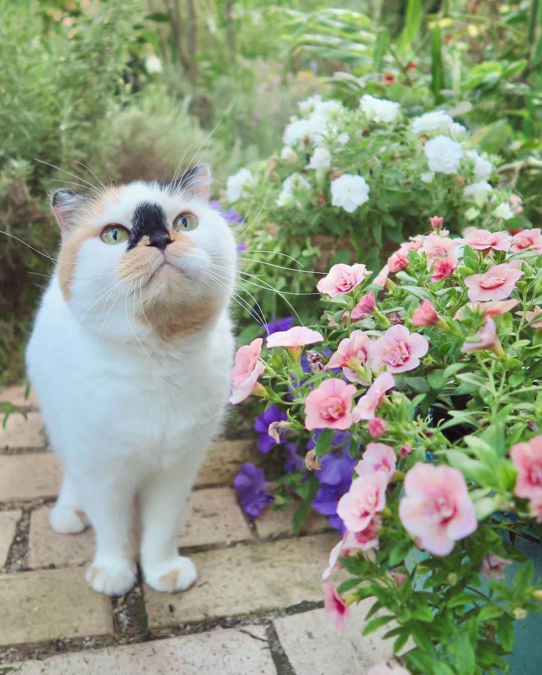 yokoのインスタグラム：「お花きれいだね〜🌸 花ちゃん💗  チラッ|ू•ω•)🌸  #撮影中にうつり込むおじさん」