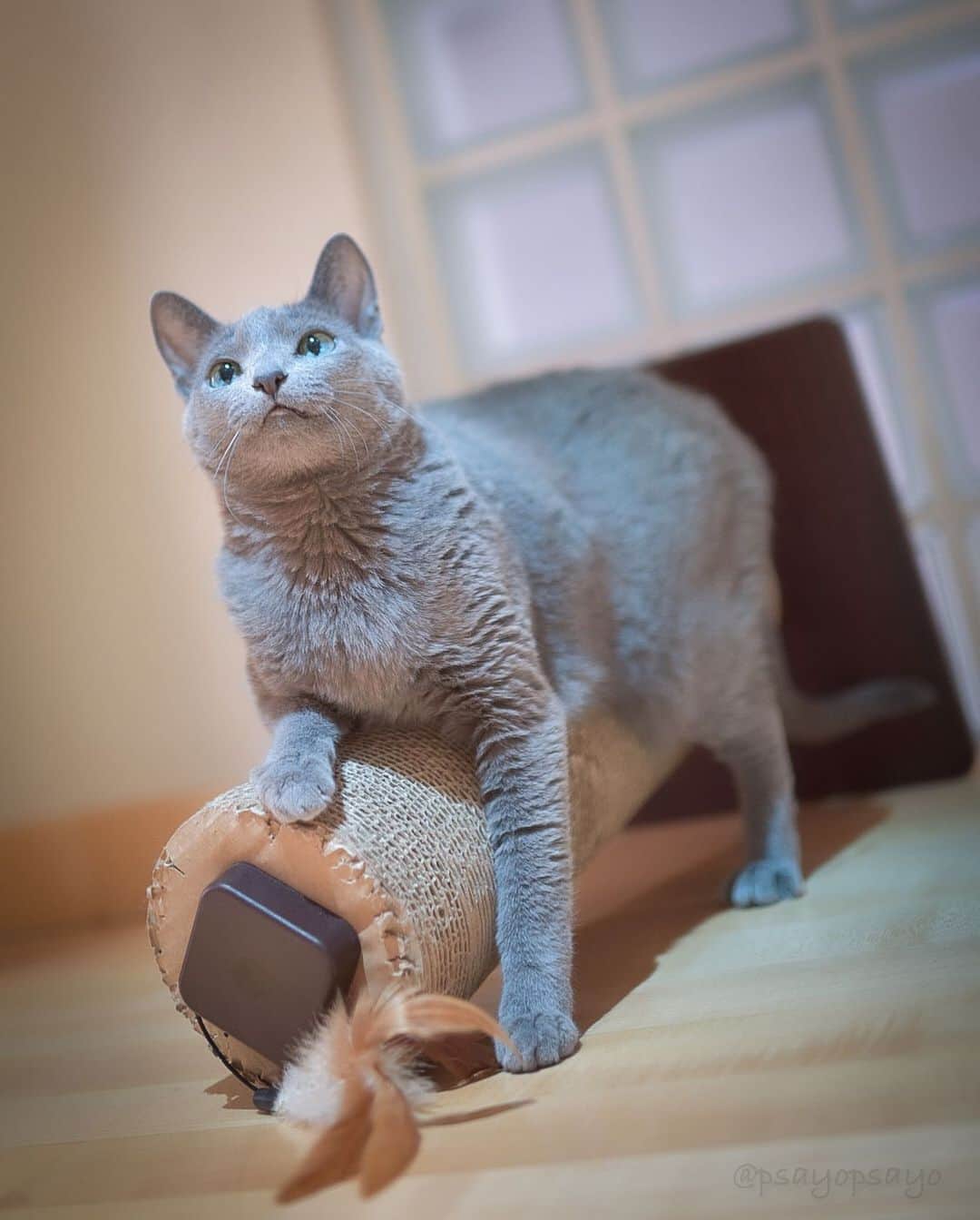 ❤?❤❤❤ Sayo ??❤?❤️❤️❤️のインスタグラム：「Juno,you look very nice!! Happy Thursday 😸💖  姐さん、いい表情してるね〜☺️雷ずっと鳴ってて土砂降りですが皆さん素敵な木曜日を✨  😺 💖 #weeklyfluff  #pets_perfection  #pets_of_our_world  #igersjp  #smilepet_caravan  #balousfriends #nc_cuties #raw_pets #catsofinstagram #ロシアンブルー #ねこ #cat #ふわもこ部 #tokyocameraclub #ペコねこ部  #best_moments_pet  #raw_cats  #catstagram_japan  #cat_features  #meowfeature   #fever_pets」