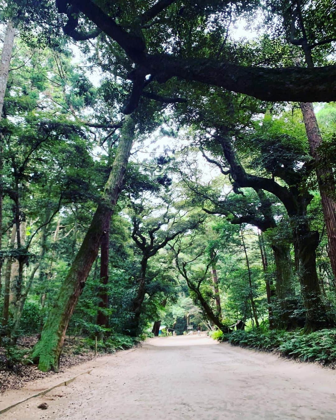 川上大輔さんのインスタグラム写真 - (川上大輔Instagram)「タイミングが重なり、一年半ぶりに鹿島神宮へお詣り行くことができました！」8月4日 21時39分 - kanatataiga