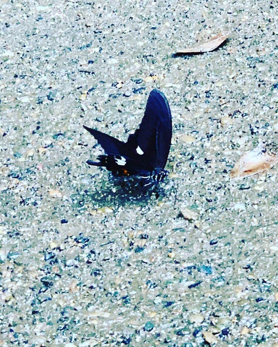 川上大輔さんのインスタグラム写真 - (川上大輔Instagram)「蝶々がずっと散歩してた😂 #鹿島神宮」8月4日 22時21分 - kanatataiga