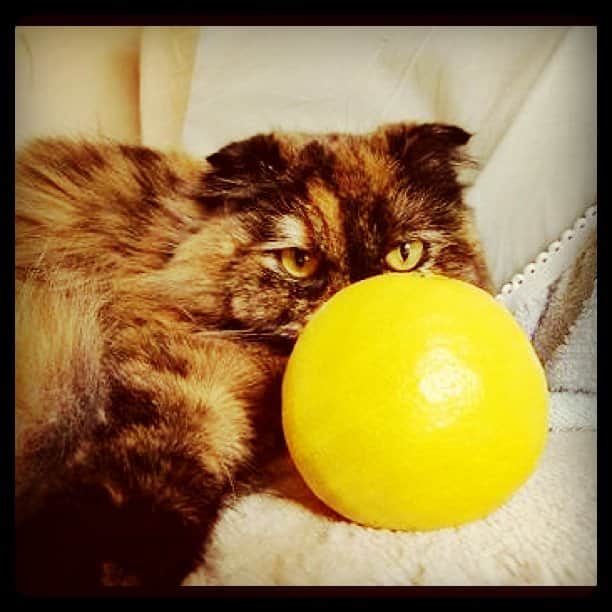 のインスタグラム：「日向夏#cat#猫#マモたん」