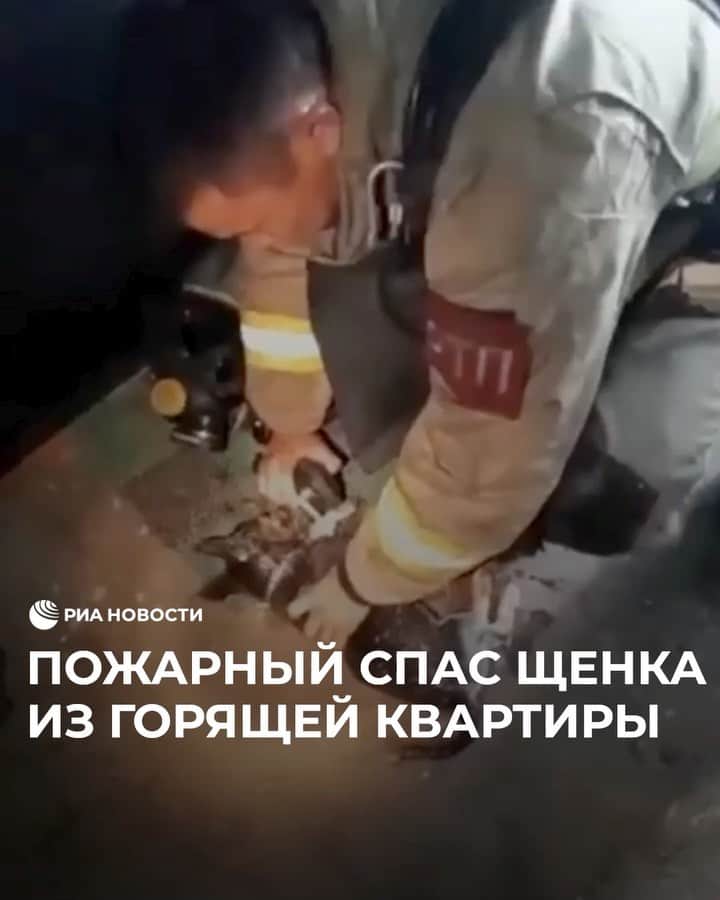 RIAノーボスチのインスタグラム：「В Ангарске пожарный вынес из огня маленькую собачку. Две женщины с четырьмя детьми успели эвакуироваться из горящей квартиры, а питомец надышался угарным газом и почти не подавал признаков жизни. Спасатель реанимировал щенка и сделал массаж сердца. Сейчас животное в порядке — его передали в клинику под наблюдение ветеринаров.」