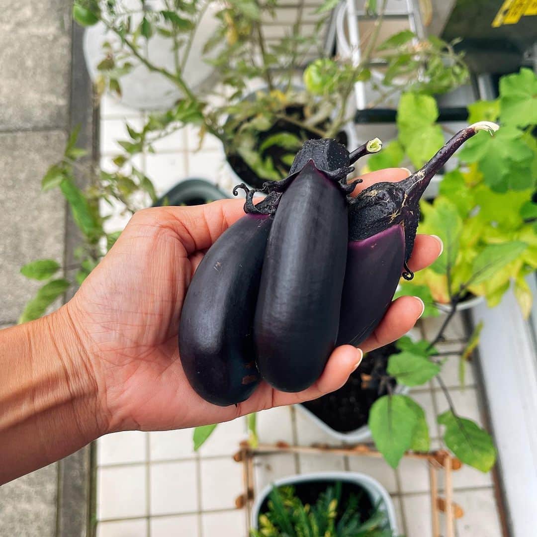 森下千里のインスタグラム：「いたいだいた苗を、 事務所前で育ててきた 茄子🍆が そろそろ食べ頃とか。  美味しいところを頂きます🙏🏻  #茄子 #オーガニック #石巻ライフ」