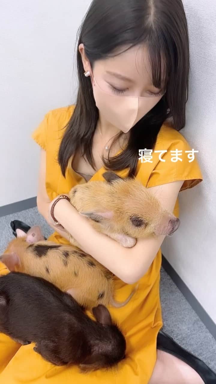 八幡美咲のインスタグラム：「癒しが欲しい時に見る動画(՞˶･֊･˶՞)🐷。 いつか、局に遊びにきてた時の☺️ ミニ豚ちゃん 腕の中ですやすや寝てましたよ～。 膝の上もあたたかい。 なんだか 気持ちまであたたかくなりました☺️  こんな平和な穏やかな日が ずっと続きますように。  よーく見ると まつげ？目の上の毛がとっても長い𓂃𓈒𓏸︎︎︎︎   明日は、 フロントドアを担当します🫧 午後1時からです🪄︎︎◝✩ カープ情報や 広島のアスリートを深掘りする「HERO調査隊」など 盛りだくさんです！ ぜひご覧ください☺️  #可愛すぎた #ミニ豚がいる生活  #走り回ったあとで #髪ボサボサですみません」