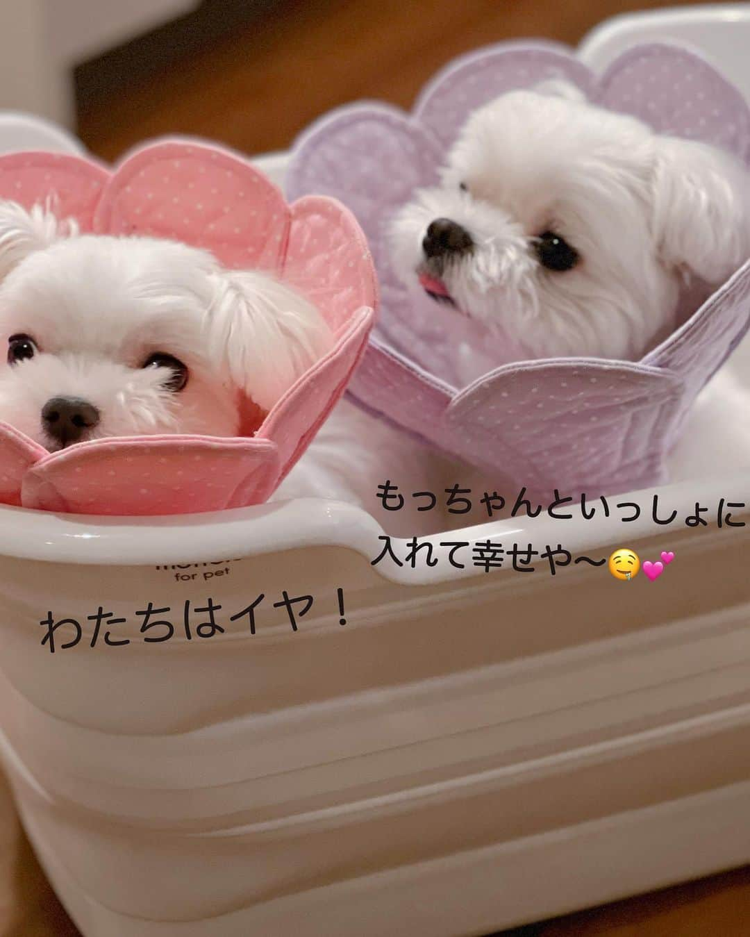 おかゆ & おもちさんのインスタグラム写真 - (おかゆ & おもちInstagram)「...🐶🐶🐶🛁✨ . ペット用の白いバスタブ🛁買いました。 お湯は入ってないけど、みんなでプレ混浴🫣💕🤭 . お花エリカラがシャンプーハットに見えるのは私だけ⁇😆👍 . 丼ちゃんは、明日ゆ〜ヤさんでシャンプー＆カットだよ🛁✂️ . . .  ❤︎ . . . #maltese #malteseofinstagram #happydog #dogsmile #doglove #doglover #dogstagram #instadog #lovedogs #ilovemydog #cutedog #dogoftheday  #馬爾濟斯 . #okayusan #マルチーズ #犬バカ部 #白い犬 #わんこ #犬のいる暮らし #エブリドッグ #みんなのわんこ #わんこと暮らす幸せ#pecotv #奈良犬 #ふわもこ部 #マルチーズインスタグラム #マルチーズ兄妹 #ペット用バスタブ #混浴風呂」8月6日 0時11分 - okayuchan0421