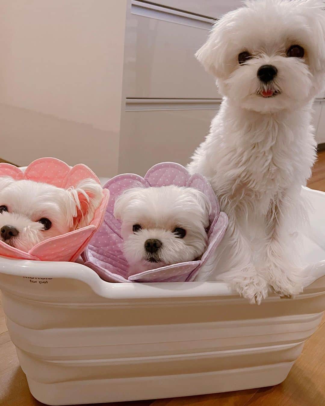 おかゆ & おもちさんのインスタグラム写真 - (おかゆ & おもちInstagram)「...🐶🐶🐶🛁✨ . ペット用の白いバスタブ🛁買いました。 お湯は入ってないけど、みんなでプレ混浴🫣💕🤭 . お花エリカラがシャンプーハットに見えるのは私だけ⁇😆👍 . 丼ちゃんは、明日ゆ〜ヤさんでシャンプー＆カットだよ🛁✂️ . . .  ❤︎ . . . #maltese #malteseofinstagram #happydog #dogsmile #doglove #doglover #dogstagram #instadog #lovedogs #ilovemydog #cutedog #dogoftheday  #馬爾濟斯 . #okayusan #マルチーズ #犬バカ部 #白い犬 #わんこ #犬のいる暮らし #エブリドッグ #みんなのわんこ #わんこと暮らす幸せ#pecotv #奈良犬 #ふわもこ部 #マルチーズインスタグラム #マルチーズ兄妹 #ペット用バスタブ #混浴風呂」8月6日 0時11分 - okayuchan0421