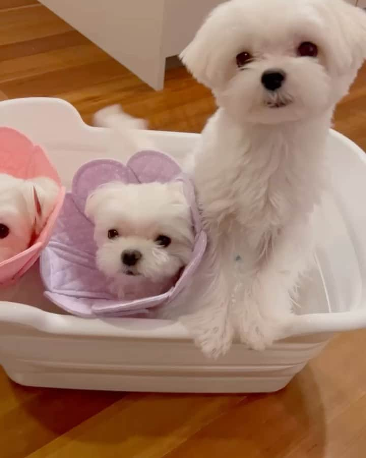 おかゆ & おもちのインスタグラム：「...🐶🐶🐶🛁✨ . ペット用の白いバスタブ🛁買いました。 お湯は入ってないけど、みんなでプレ混浴🫣💕🤭 . お花エリカラがシャンプーハットに見えるのは私だけ⁇😆👍 . 丼ちゃんは、明日ゆ〜ヤさんでシャンプー＆カットだよ🛁✂️ . . .  ❤︎ . . . #maltese #malteseofinstagram #happydog #dogsmile #doglove #doglover #dogstagram #instadog #lovedogs #ilovemydog #cutedog #dogoftheday  #馬爾濟斯 . #okayusan #マルチーズ #犬バカ部 #白い犬 #わんこ #犬のいる暮らし #エブリドッグ #みんなのわんこ #わんこと暮らす幸せ#pecotv #奈良犬 #ふわもこ部 #マルチーズインスタグラム #マルチーズ兄妹 #ペット用バスタブ #混浴風呂」