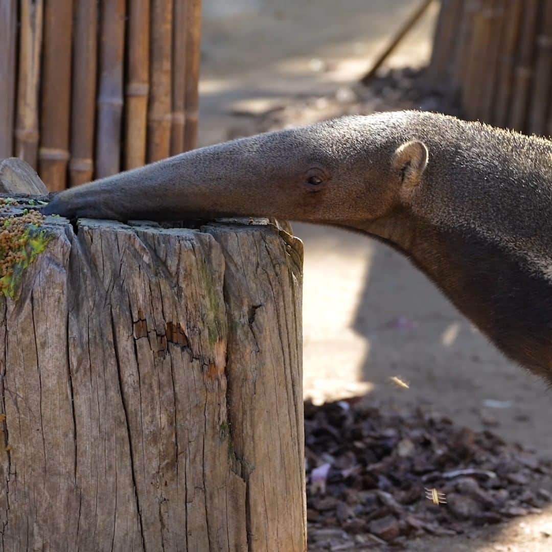 San Diego Zooのインスタグラム
