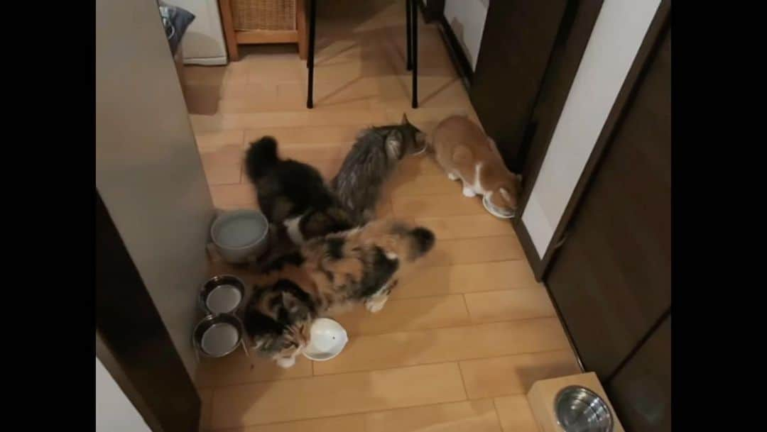 yokoのインスタグラム：「毎日ねこの食器を回収してくれるつぶ🥣🐕  麦パパは早食いなので、廊下で隔離ゴハン。 花ちゃんはゆっくりなので、座敷でひとりゴハン。  #7つのボウルをあつめると #いでよ神龍   #いでよジャーキー  #集めた皿に対してジャーキー少なくね？」