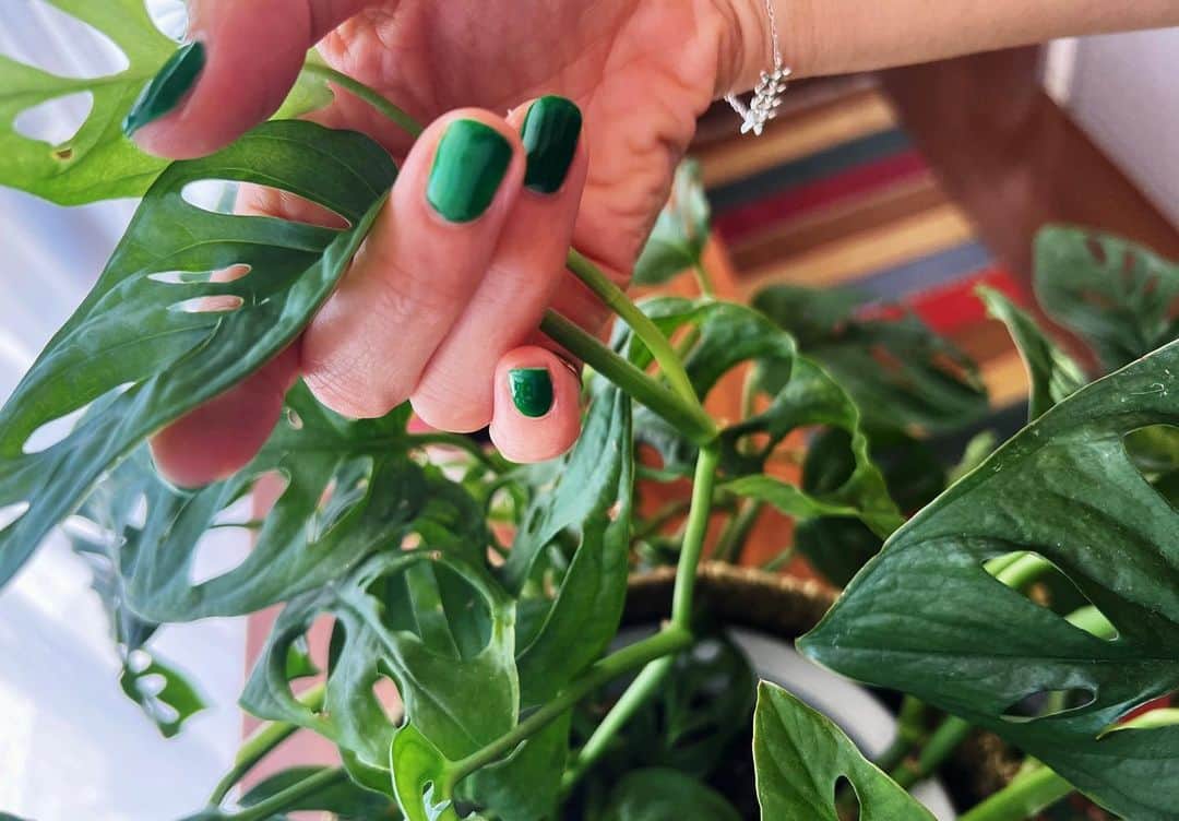 大桑マイミのインスタグラム：「お家の植物🪴たちが元気にすくすく嬉しい。子育ての様に育っていくのがたのしい。 植物のグリーンに触発されて、ネイル💅を鮮やかなグリーンにしました。 睫毛はナチュラルなエクステを。 @salonbdaikanyama  @salonb_matsumoto   しかし…日焼けしたなー。 呼吸してるだけで、焼ける。。。。。」