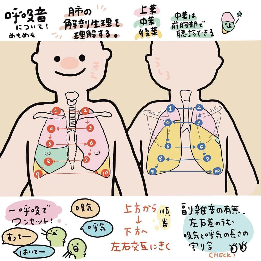 はやさんのインスタグラム写真 - (はやInstagram)「【訂正】 後葉→下葉です！誤字です🙇  呼吸音について🍉 まだ描けてない範囲もあるので続きます！おそらく！  #看護師#看護師の勉強垢#看護学生勉強垢#看護学生#看護師国家試験#看護師国家試験対策#看護師1年目#薬剤師#看護師勉強垢#勉強垢#医師#イラスト#illustrator#illustration#procreate#介護士#理学療法士#作業療法士#看護技術」8月6日 19時50分 - hayao_kam