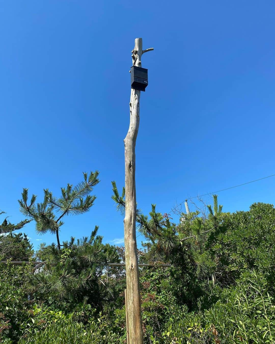 ジョニー・リー・ミラーのインスタグラム：「Bat house is up! #bats #theyeatbugs #reclaimedwood」