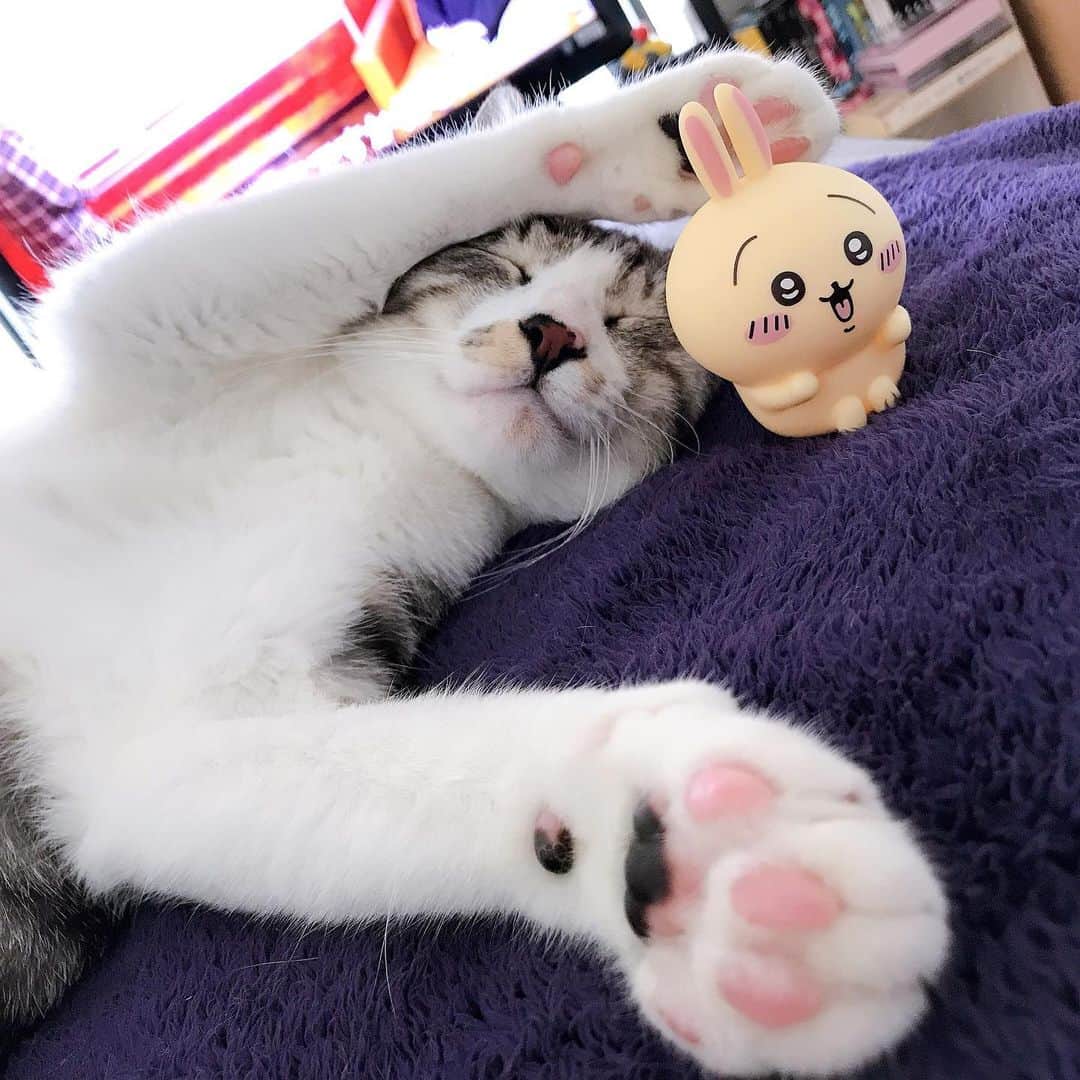 きなり & むぎさんのインスタグラム写真 - (きなり & むぎInstagram)「*̣̩⋆̩* . まいにち暑いね☀︎ ストーリーズ沢山上げたけど 今日はくうさんとともに過ごした いちにちでした🫶 . 5枚目は自発光😼❣️笑 . きょうのいちばんの楽しみ ウルトラマンDASH💚 . 🦠でまた明日から 忙しくなりそう😭 (いよいよ職場近づいてきた😭) 推し活して免疫力高めよう🥊 . . . #ねこ #instacat #catstagram #catstagram_japan #ilovecats #peconねこ部 #ねこら部 #小さな猫が大きな癒しにニャる #東北ねこ部 #山形ねこ部 #ふわもこ部 #ペコねこ部 #にゃんすたぐらむ #にゃんだふるらいふ #にゃんとかめら #みんねこ #ねこがいる幸せ #ねこのいる生活 #猫と暮らす #ねことの暮らし #サバ白 #ちいかわ」8月7日 17時23分 - kinari_to_mugi.m