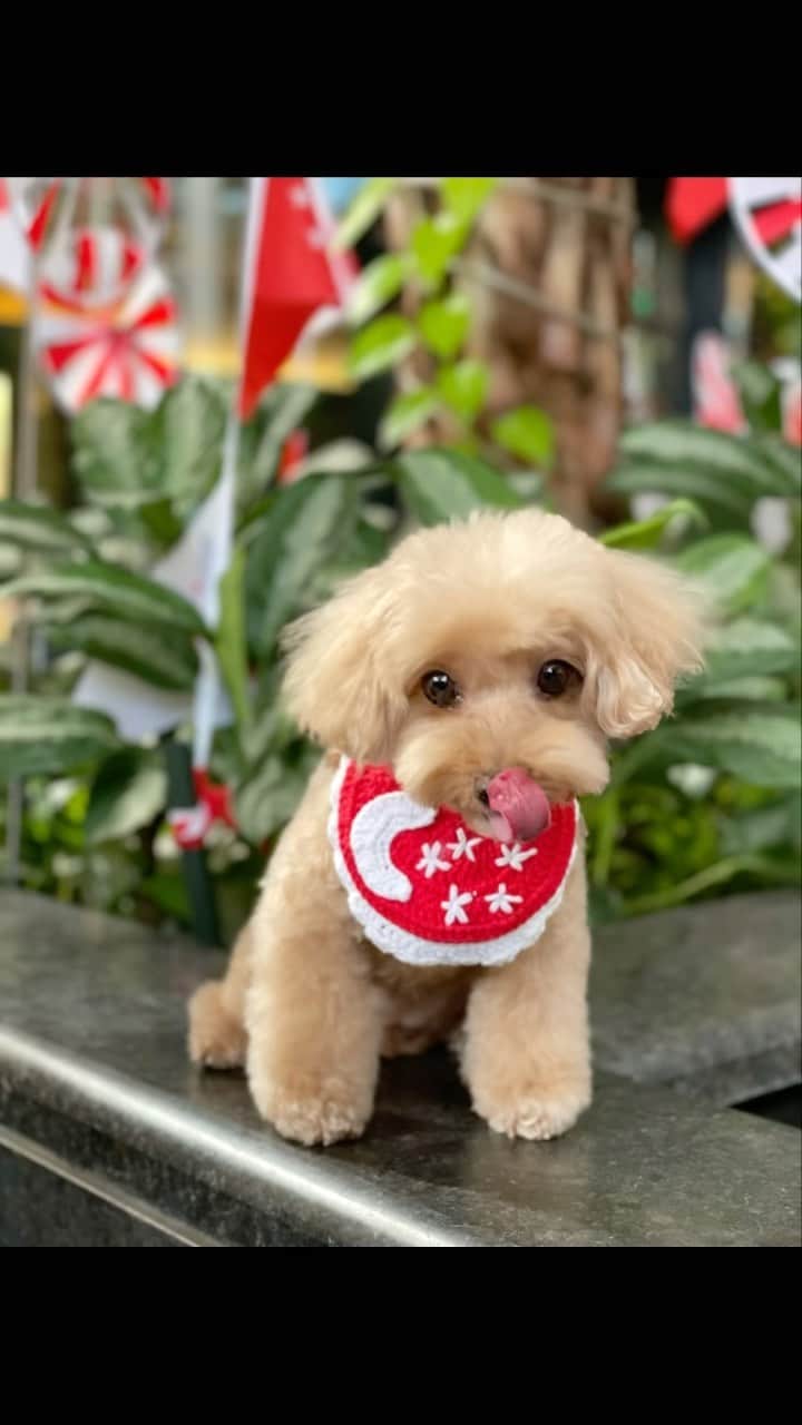 Truffle??松露?トリュフのインスタグラム：「📅（7Aug22) throwback to yesterday visit to the #singapaw 😊😘」