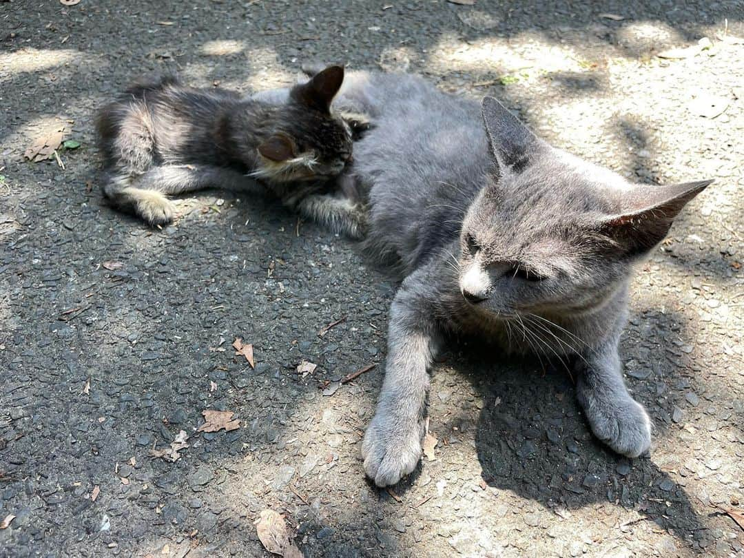 ホタテ＆クラム＆シラスさんのインスタグラム写真 - (ホタテ＆クラム＆シラスInstagram)「Cats island.   人より猫の数の方が多いと言われる田代島へやってきました^ ^」8月7日 14時13分 - msy1515