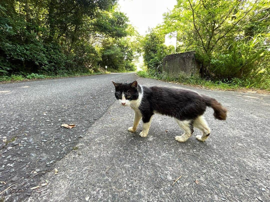 ホタテ＆クラム＆シラスさんのインスタグラム写真 - (ホタテ＆クラム＆シラスInstagram)「Cats island.   人より猫の数の方が多いと言われる田代島へやってきました^ ^」8月7日 14時13分 - msy1515