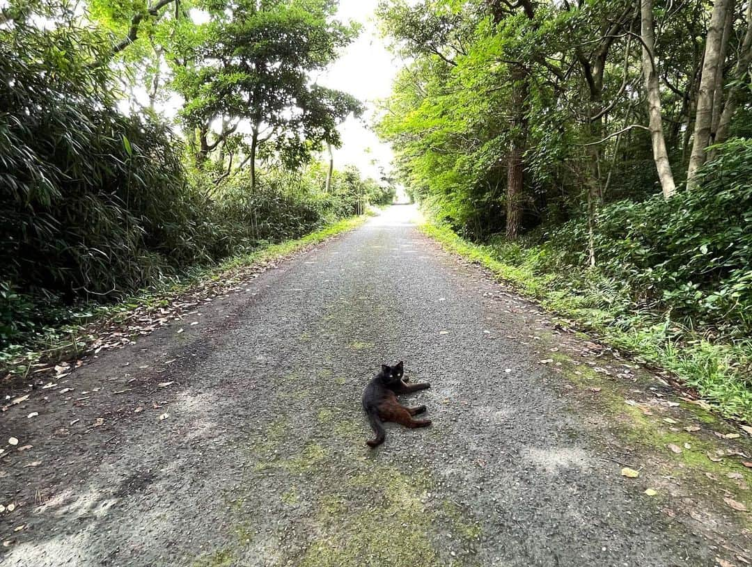 ホタテ＆クラム＆シラスさんのインスタグラム写真 - (ホタテ＆クラム＆シラスInstagram)「Cats island.   人より猫の数の方が多いと言われる田代島へやってきました^ ^」8月7日 14時13分 - msy1515