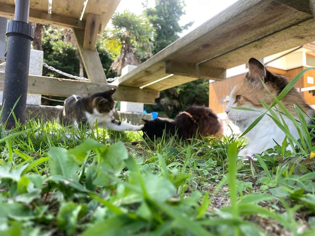 ホタテ＆クラム＆シラスさんのインスタグラム写真 - (ホタテ＆クラム＆シラスInstagram)「Cats island.   人より猫の数の方が多いと言われる田代島へやってきました^ ^」8月7日 14時13分 - msy1515