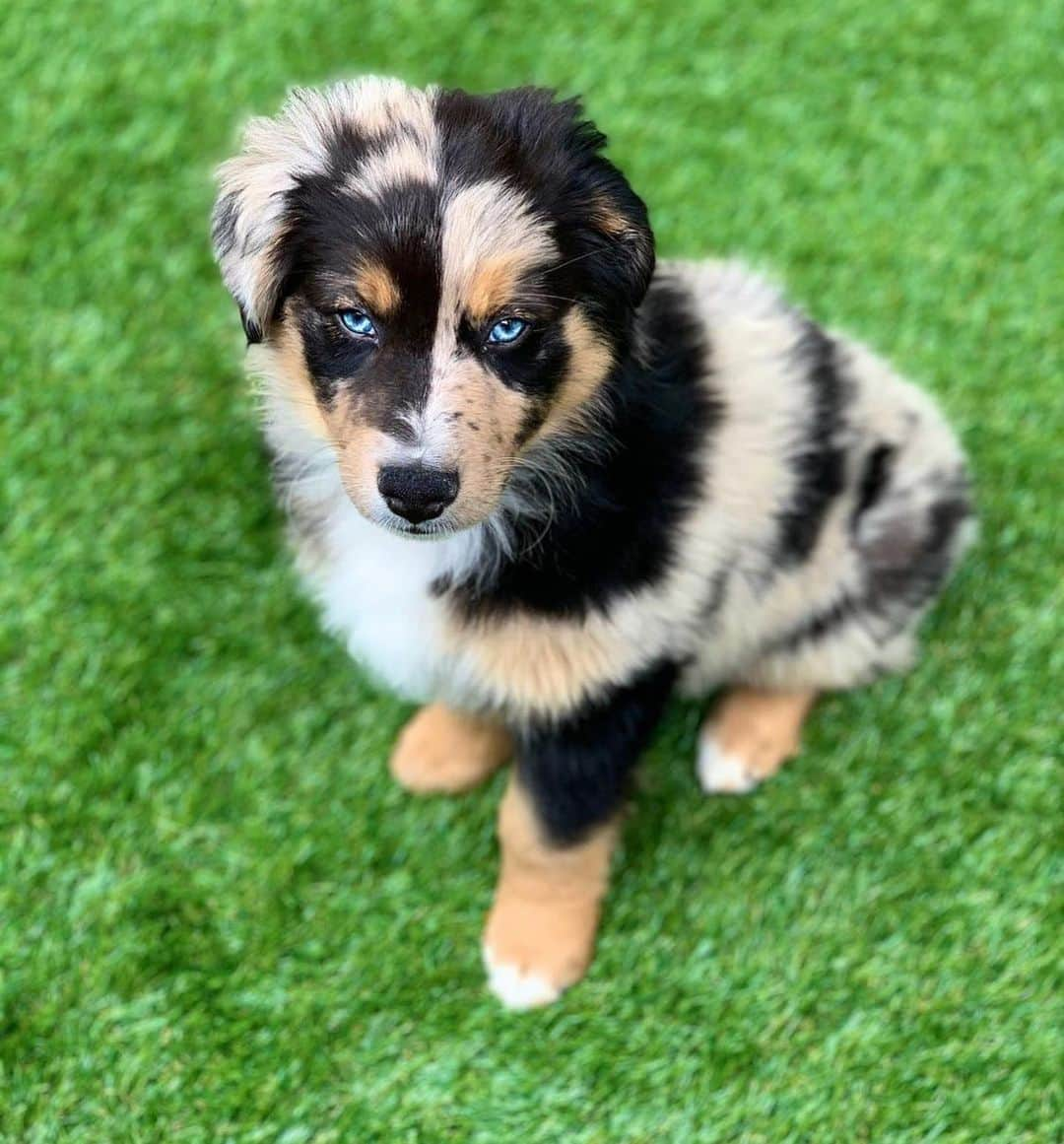 animals.coのインスタグラム：「Sunday fundays are for lookin at pics of when I was really small 🐶😭 Photography by @teddie_and_toby」