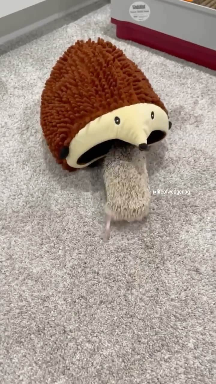 Daily The Best And Funniest Videosのインスタグラム：「New dog breed discovered: the hedgedog 🐶🦔 By @lifeofwedgenog」